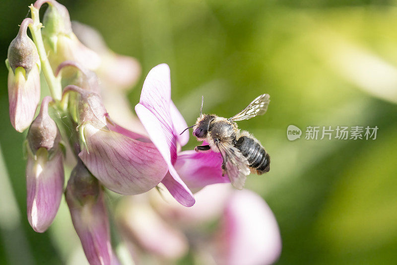 一只蜜蜂在一颗多年生的粉红色甜豌豆上