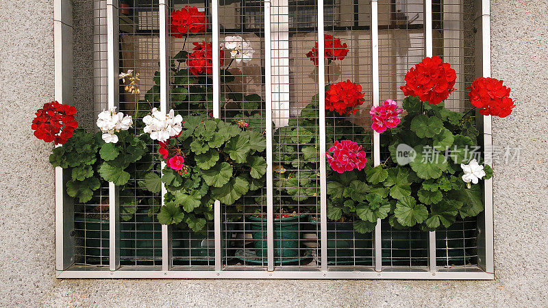 窗户上有天竺葵花盆，铸铁栏杆。