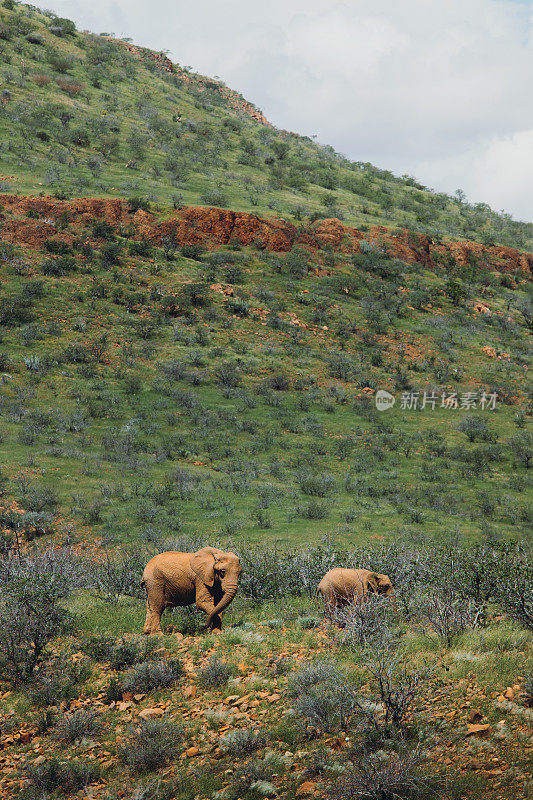 沙漠大象漫步在纳米比亚达马拉兰的绿色大草原上