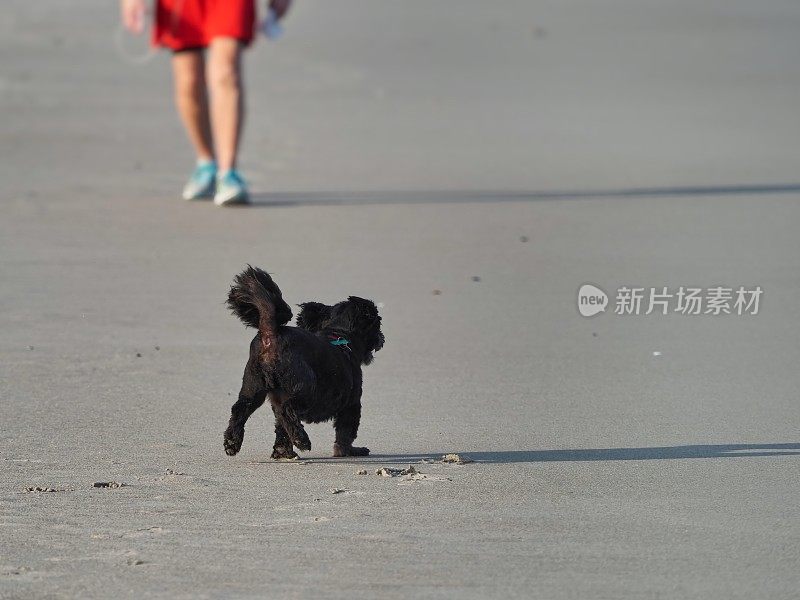 一只黑狗在佛罗里达的沙滩上嬉戏，顽皮的宠物在平坦的沙滩上留下长长的午后阴影