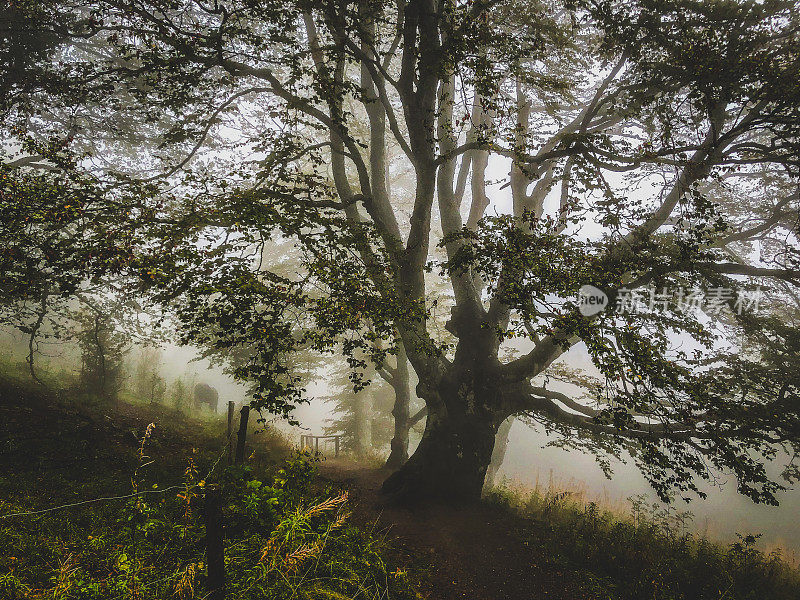 德国黑森林里的树木被雾笼罩。