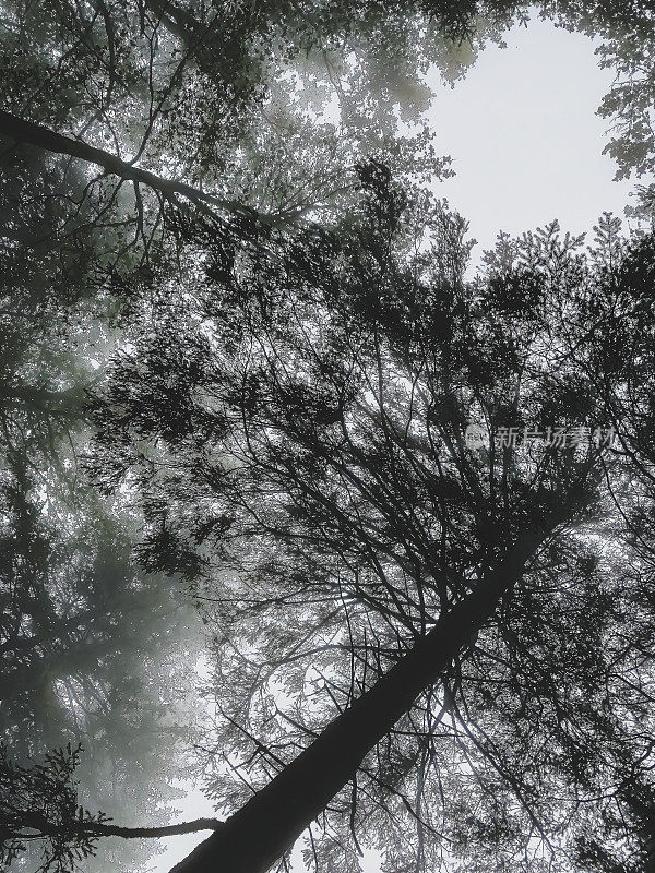 在德国的黑森林里，你可以看到雾中的树梢。