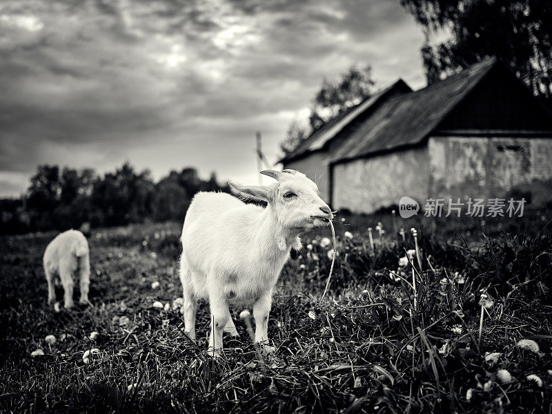 在一个废弃的老村庄里的山羊。黑白图像。