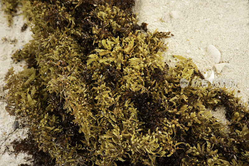 墨西哥里维拉的马尾藻