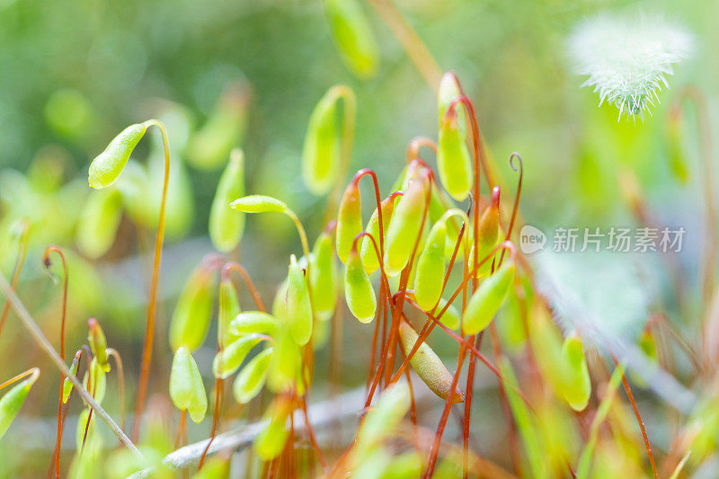 莫斯Sporophytes