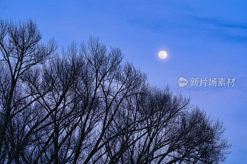 月升杨木剪影