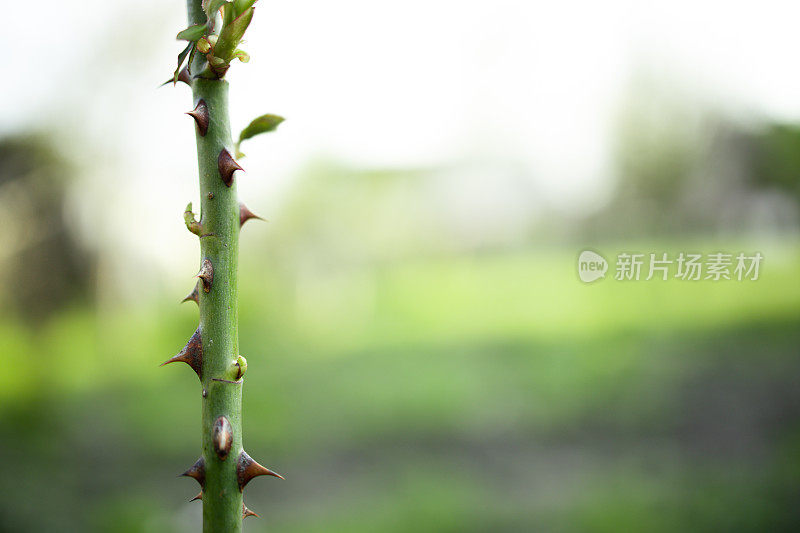 在绿色背景上的小枝具穗状花序。选择聚焦、宏