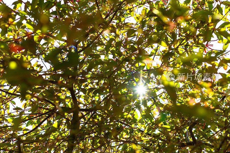 Sunflare通过树