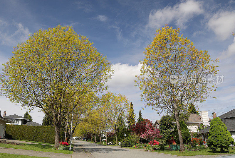 加拿大不列颠哥伦比亚省，绿树成荫的住宅街道
