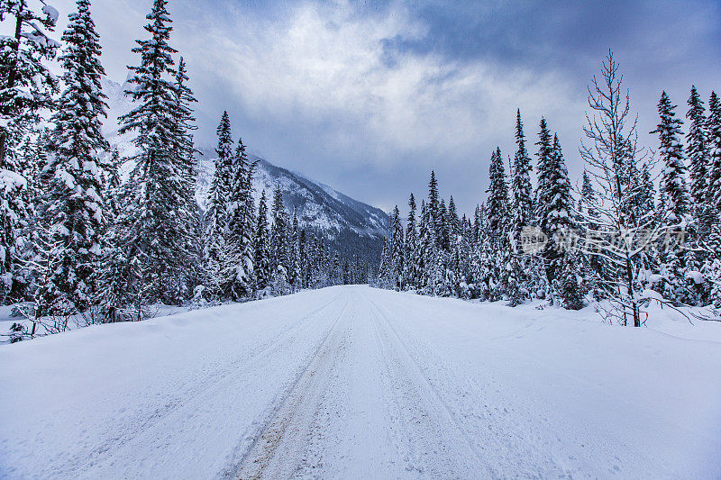 旅行冬季的场景，积雪覆盖的道路两旁的松树和戏剧性的天空