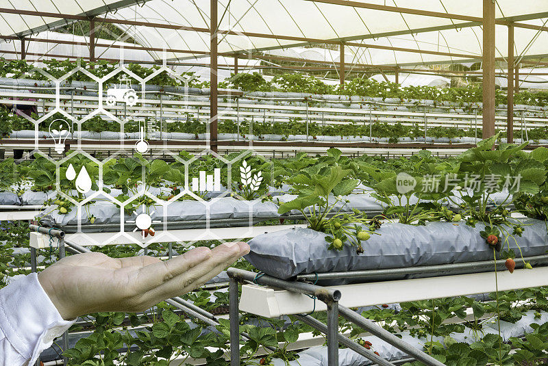 一只手握着一个以绿色农场为背景的浮动图标。智慧农业理念与现代科技。