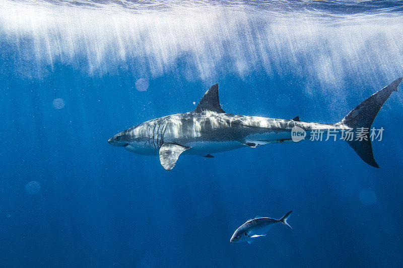 大白鲨是顶级掠食者，在明亮的阳光下在水面下游动