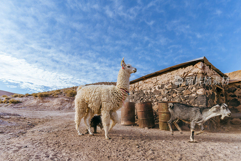 阿塔卡马沙漠中的大羊驼