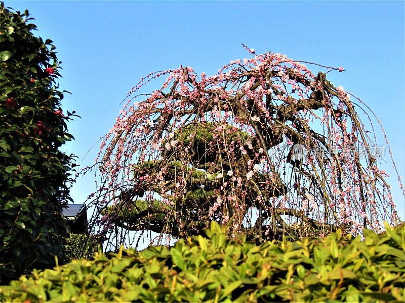 日本。3月。在开花的垂梅树。