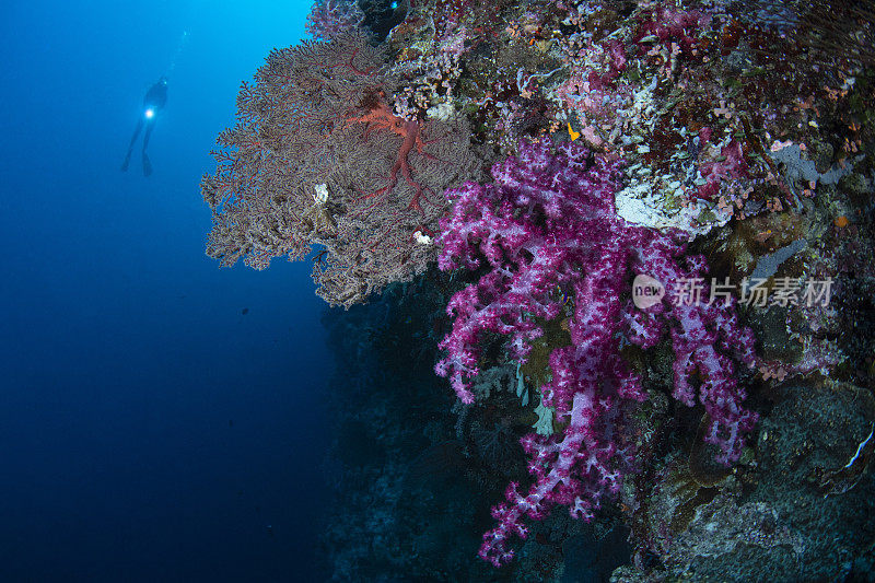 软树珊瑚和女潜水员-帕劳，密克罗尼西亚