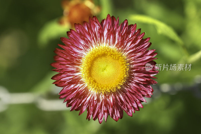 洋红色strawflower