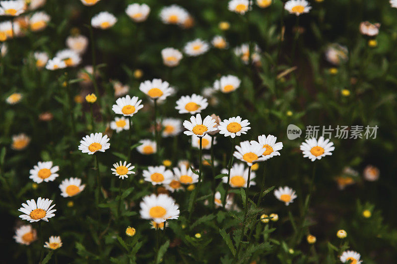 白色的雏菊在田野里盛开