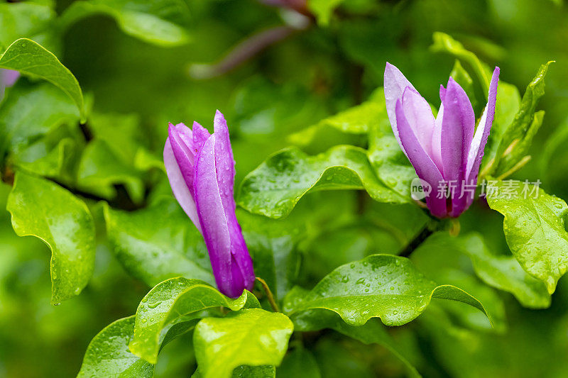 雨中的玉兰花