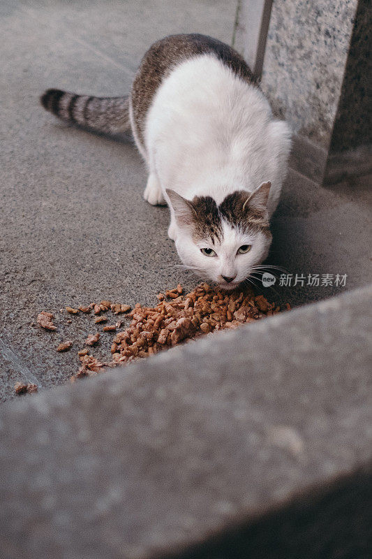 一只流浪猫在吃东西