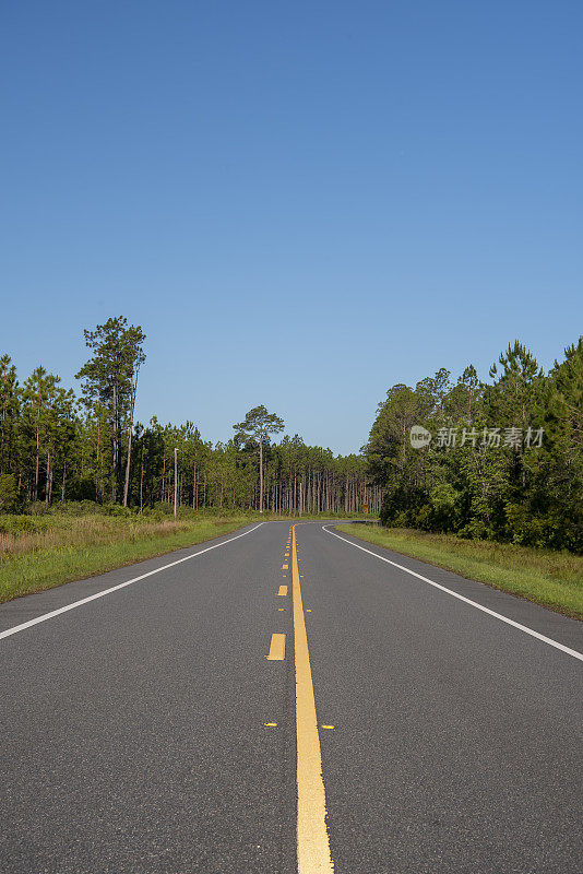 低角度的清晨观察直铺道路的中心线，穿过松树林，在晴朗的天空下通向曲线