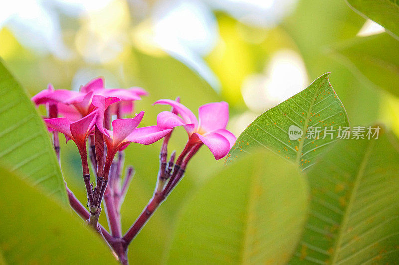 粉红色开花植物特写镜头