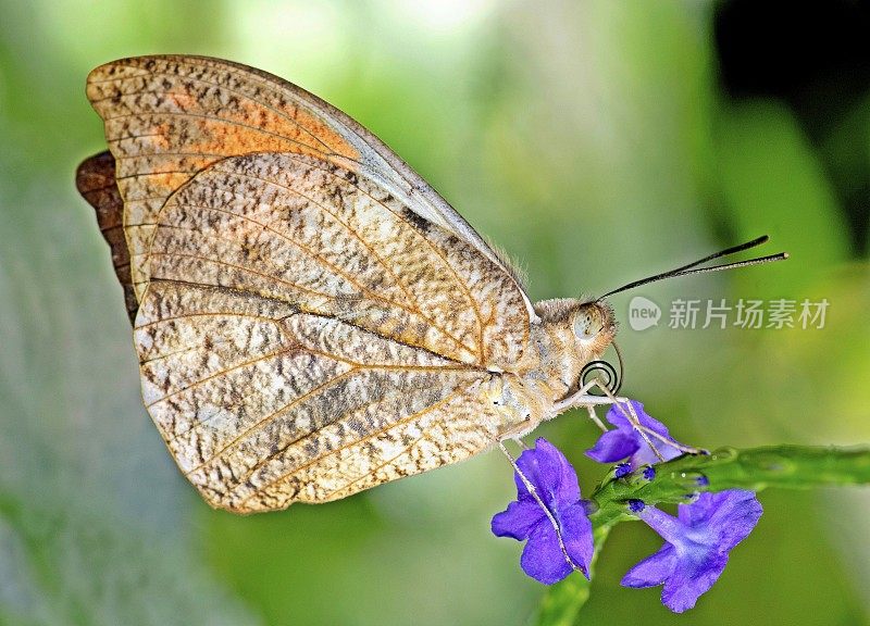 花上的蝴蝶——动物行为。