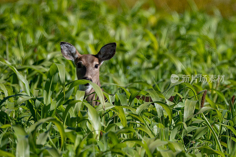 玉米地里的鹿一边吃一边看着相机