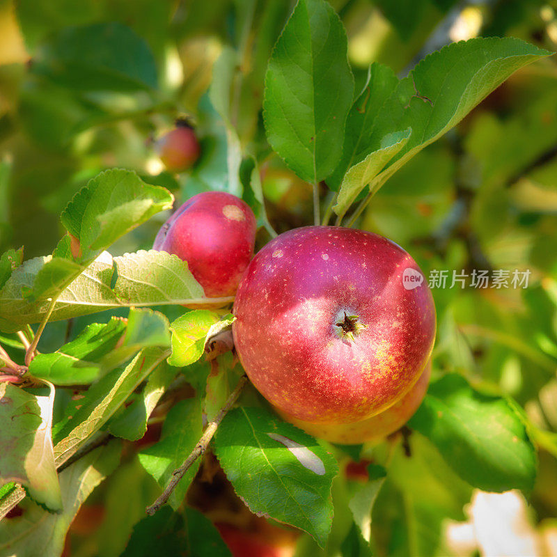 一个红色的天堂苹果在自然环境下挂在树枝上，阳光灿烂的日子，健康的吃。一天一个苹果，医生远离我。