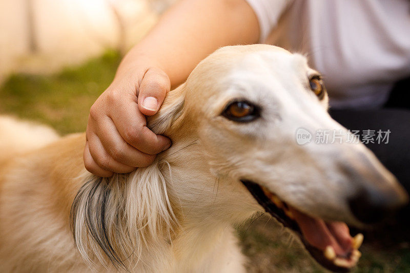 女人的手抚摸着狗的耳朵