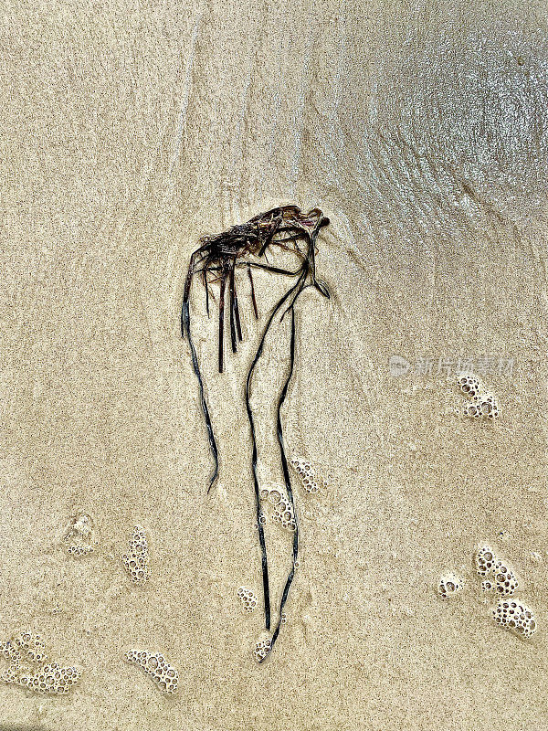 在沙滩上冲刷的海藻