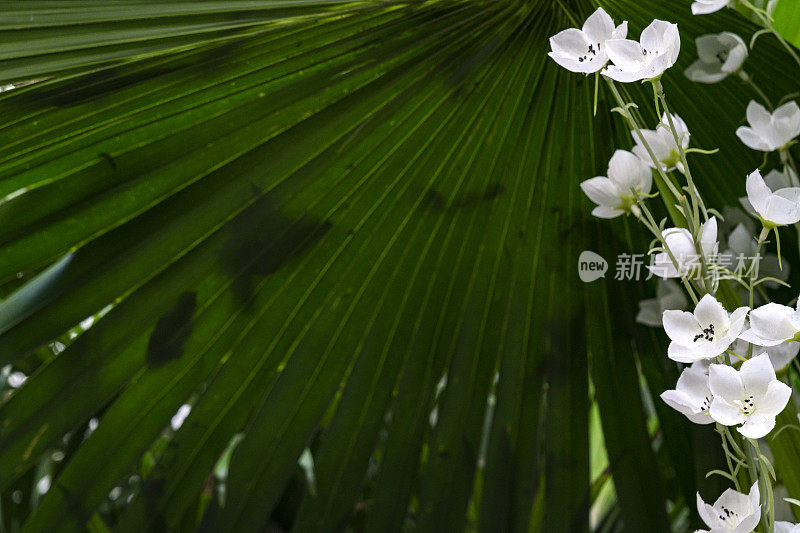 棕榈叶前面有白色的花