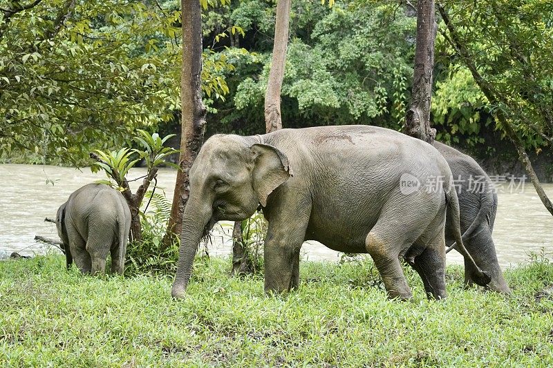 苏门答腊大象