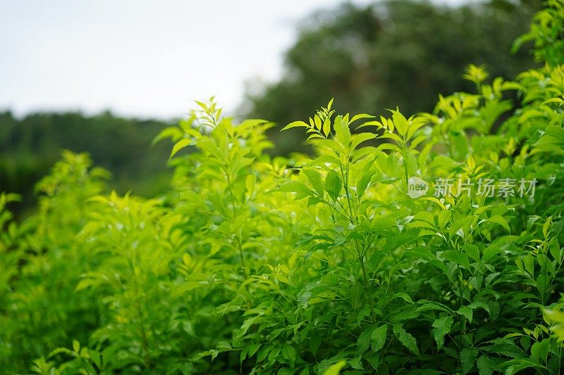 泰科马斯坦花在自然花园