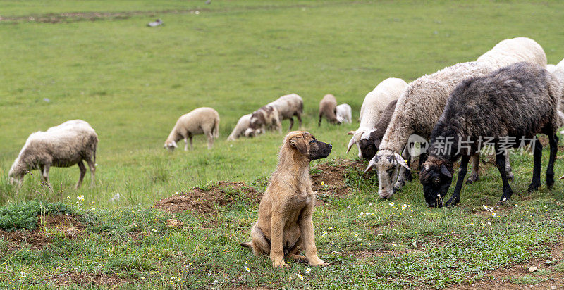 一只小狗猎狗正等着保护羊羔不受狼的伤害