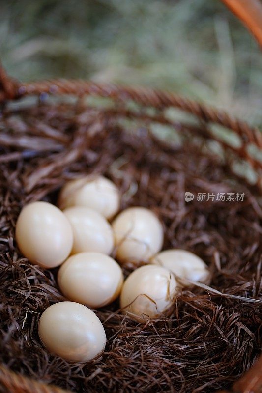 鸡蛋在柔软的草窝里