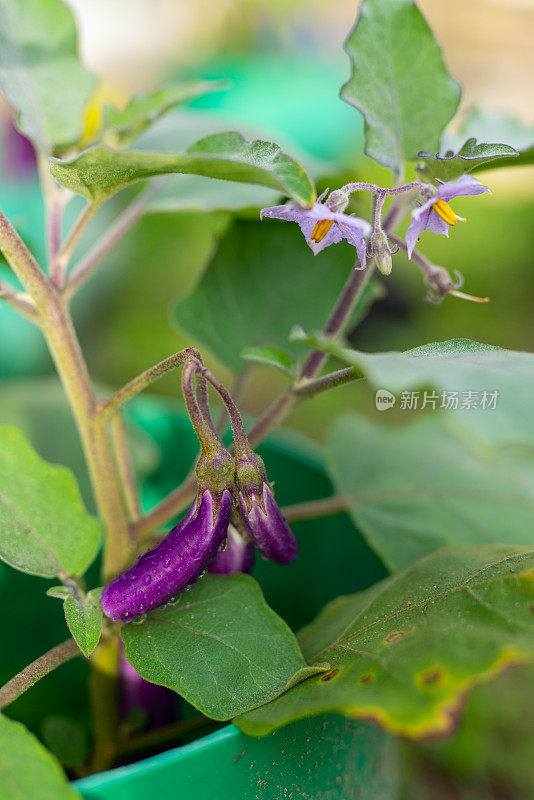 美丽新鲜的家庭种植茄子在早晨从树上健康生长的照片