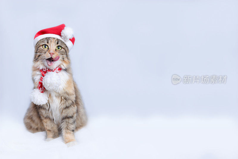 仙猫坐在白云上舔着嘴唇。神奇的猫戴着圣诞老人的帽子，张着嘴。有趣的圣诞老人。白色背景上的小猫。带有复制空间的网页横幅。圣诞节。2023年新年