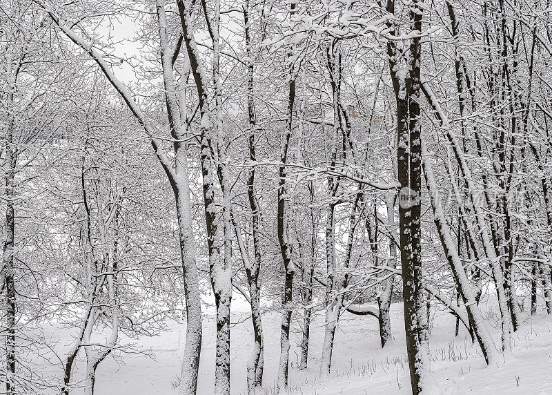 俄罗斯莫斯科地区Khimki空荡荡的冬季公园里，光秃秃的树被雪覆盖。