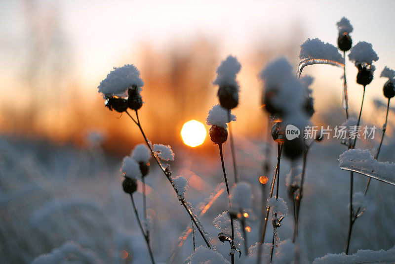 日落时被雪覆盖的干草