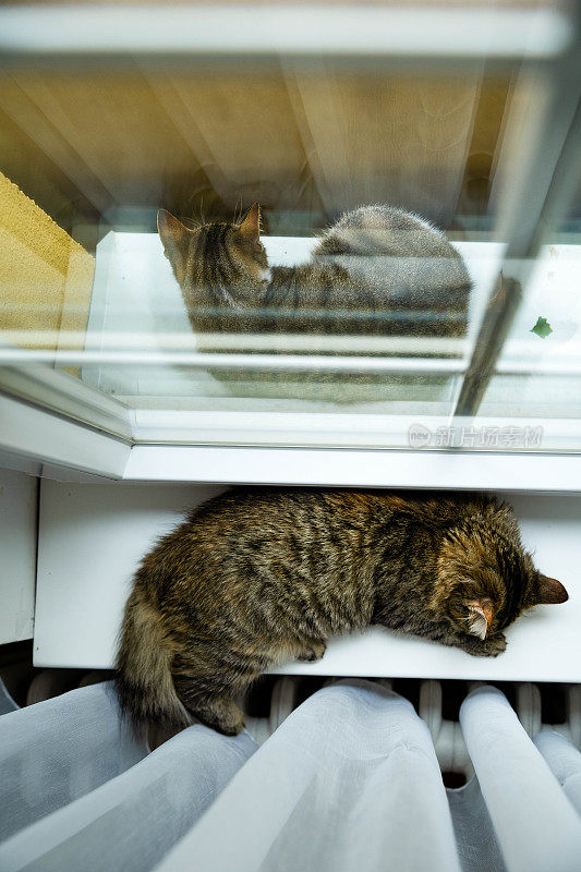 家猫和流浪猫睡在窗户上