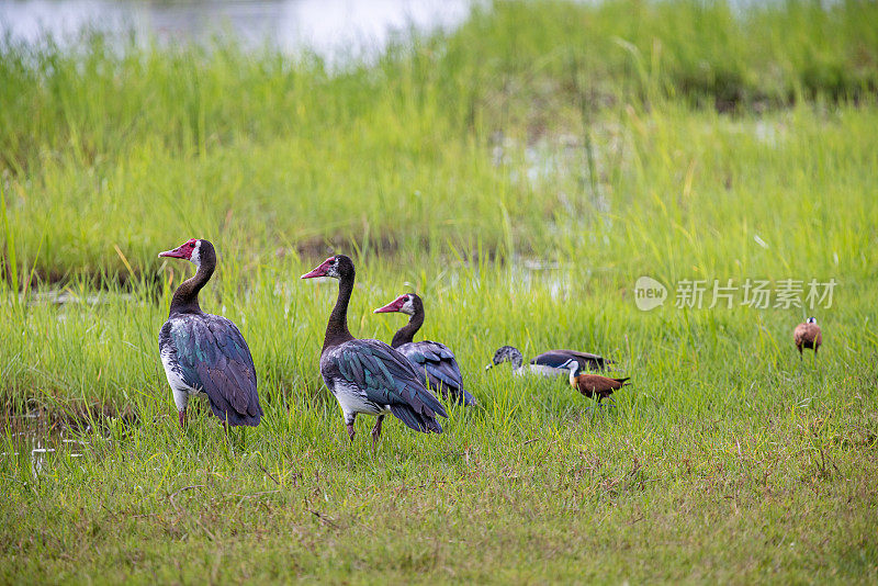 在郁郁葱葱的草地上的刺翅鹅和jacanas