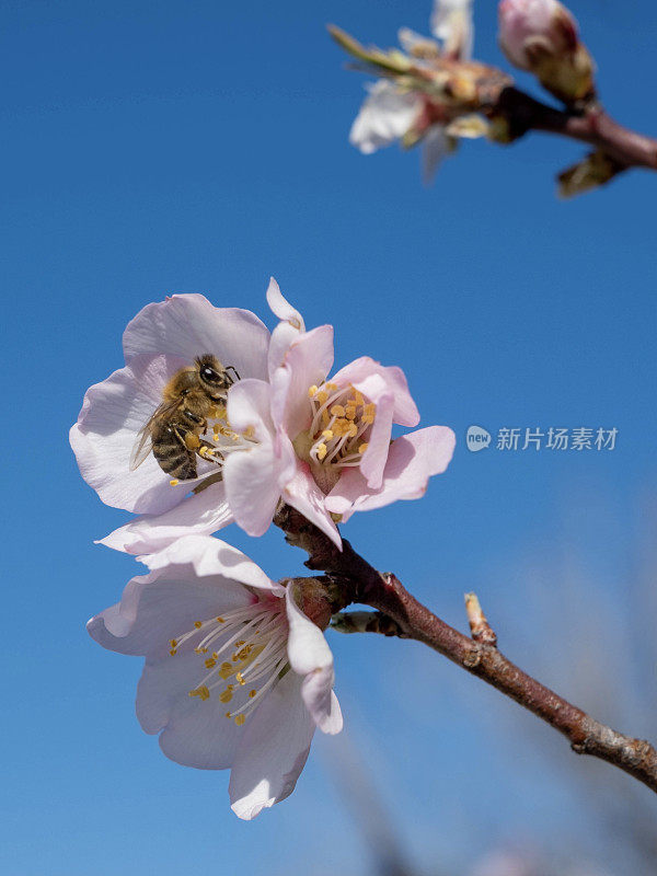 在希腊，蜜蜂在杏仁花上采集花蜜