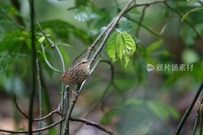 莺:成年不眨的莺(癫尾莺属)。