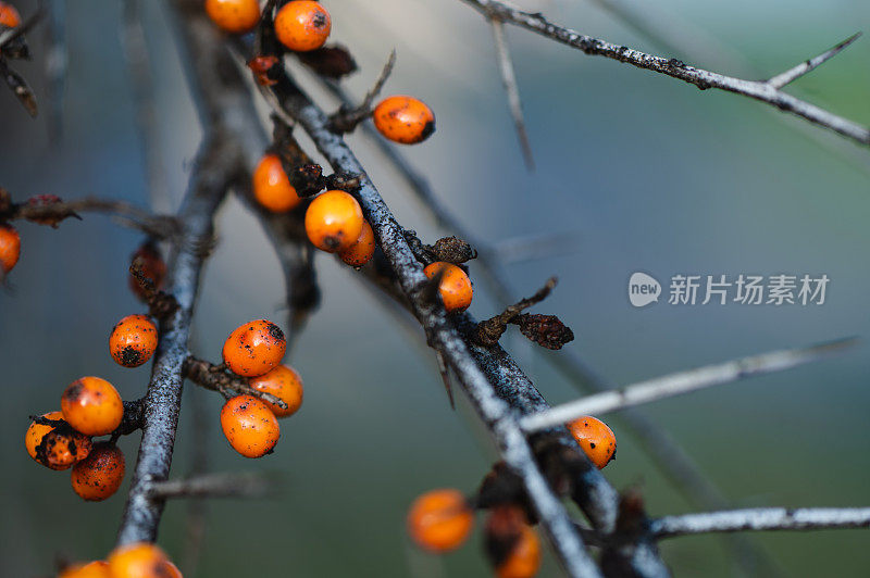 秋天的沙棘浆果