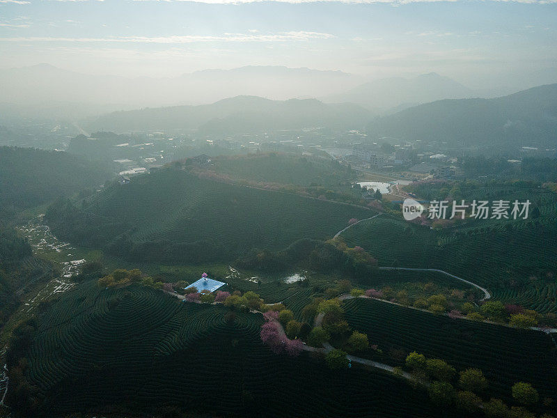 樱桃有机茶山鸟瞰图