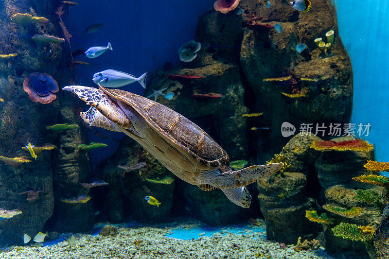 一只乌龟和一群鱼在水族馆里游泳