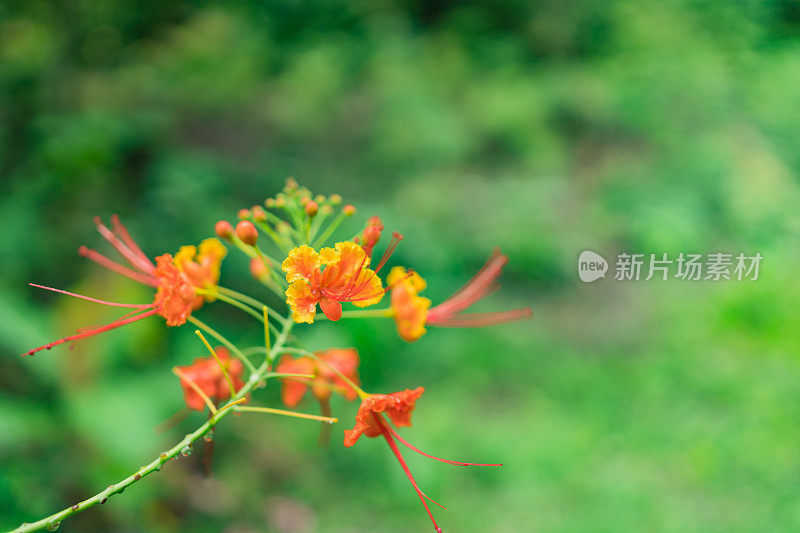 丛林中的热带花朵