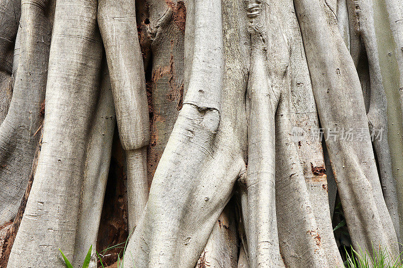 树干和大树根，树根缠在一起在地板上。树根在地板上缠在一起。