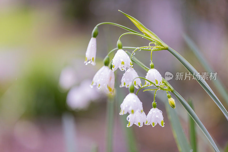 雪花在春天绽放