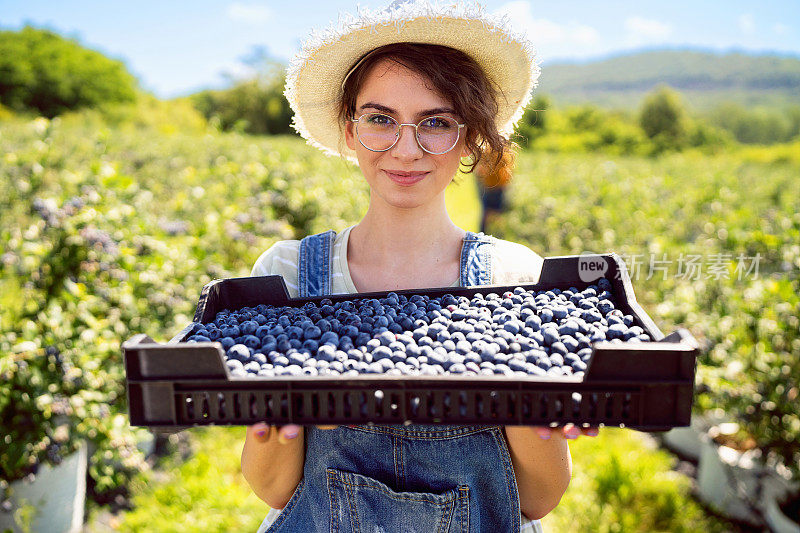 在有机蓝莓农场，一名妇女抱着一箱她收割的蓝莓